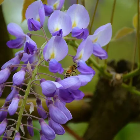 بيت للعطل Casa Dei Ciliegi CastellʼAlfero